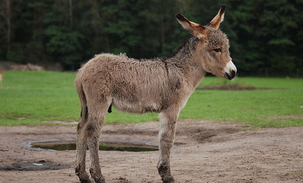 wild donkey foal | NEDDI