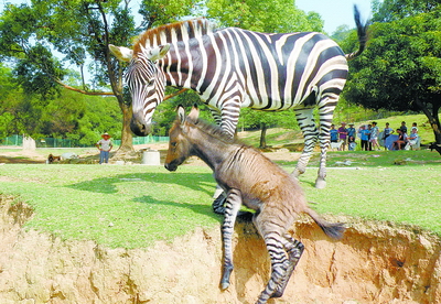 Rare donkey-zebra mix born in Xiamen Haicang Safari Park | NEDDI