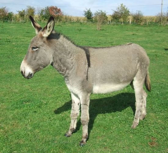Adopt a Donkey - Donkey Sanctuary - Unusual Gifts - Hampers | NEDDI